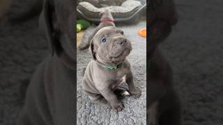 Cute Staffy puppy wants picking up for cuddles #puppy #staffypuppy #staffy #staffylovers #cutepuppy