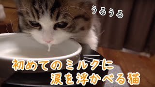 子猫が涙を浮かべて初めてのミルクをがぶ飲み！