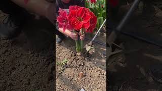 The process of digging up a blooming amaryllis flower for transplanting