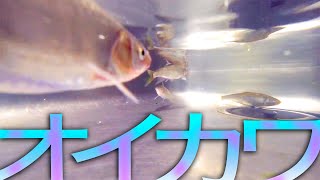 オイカワを釣って食う【野草と天ぷら】