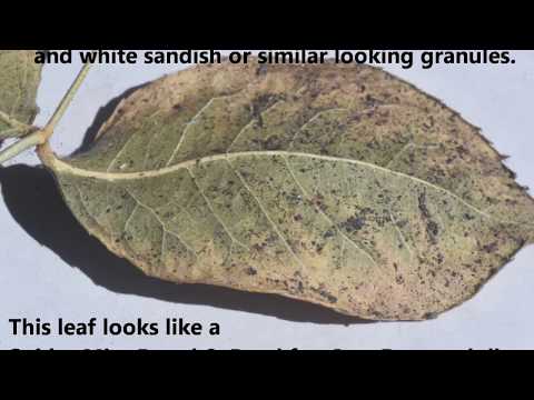 Rose Tip- Spider Mites on Roses - Organic Rose Care Rose Tip- Spider Mites on Roses - Organic Rose Care