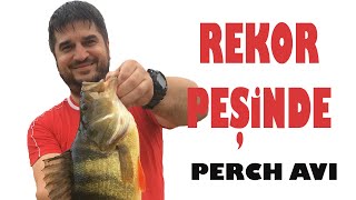 Perch Avı | Tatlısu Levreği Peşinde 4 göl gezdim | LRF Perch Avı | Rekor Peşinde-1