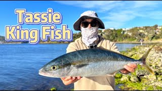 Tassie Kingfish Landed Under The Tasman Bridge