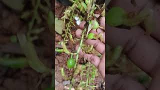 Cardamom Plantation | Cardamom For Sale | Green Cardamom | Elachi | kerala Elaichi