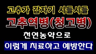 [텃밭농부. 1,155]  고추가  갑자기 시들해 지는 청고병. 치료와 예방 이렇게 #고추재배