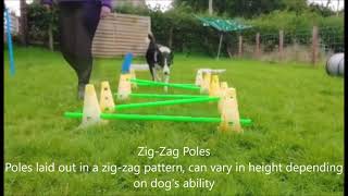 Canine Physiotherapy: Cavaletti Poles