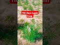 110 days lupin crop lupin farming