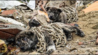 Dramatic Rescue Moment: Two Desperate Dogs in Giant Chains!