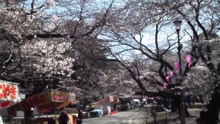 大宮散歩　2016年3月25日　大宮公園の桜