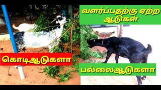 வளர்ப்பதற்கு ஏற்ற ஆடுகள் கொடிஆடுகளா பல்லைஆடுகளா