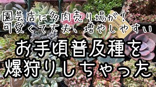 【多肉植物・普及種爆狩り！】園芸店に多肉売り場が新設！?お値段も手頃でタガが外れました😆