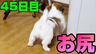 【生後45日目】犬のお尻ってなんでこんなに可愛いのかよー♪