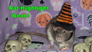 Rat Highlight - Bean