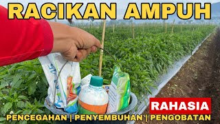 Penyemprotan Ke 13, Pencegahan, Penyembuhan, Pengobatan Tanaman Cabe dari HAMA DAN PENYAKIT