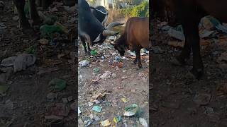 bull fight #short #viral