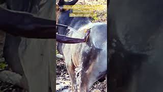 Bull Bathing காளை மாட்டின் குளியல்  #pet #farm #bull #காளை #organic #farming #indigenous #cattle