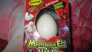 MYSTERIOUS EGG UMA 「ミステリアスエッグユーマ」　未確認生物の卵を育てるよ！ 　１