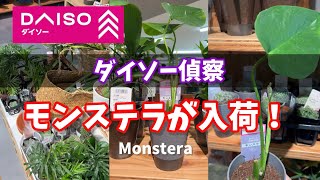 【ダイソー偵察】モンステラが入荷していました！ #ダイソー #daiso #観葉植物 #houseplants #モンステラ #monstera