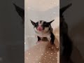 フクロモモンガ散歩　 フクロモモンガと遊ぶ フクロモモンガ ペット ペット動画 fyp sugarglider 슈가글라이더 フクロモモンガ