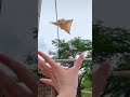 flying squirrel cute sugar glider flying and landing in hand shorts