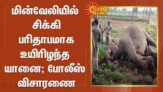 மின்வேலியில் சிக்கி பரிதாபமாக உயிரிழந்த யானை; போலீஸ் விசாரணை | Elephant Death