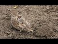 sparrow super trik to find food