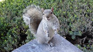 This squirrel is adorable and she knows it
