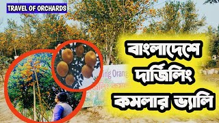 দার্জিলিং কমলার রাজ্য এখন বাংলাদেশে | Orange Valley Thakurgaon || Darjeeling Organic Orange Orchards