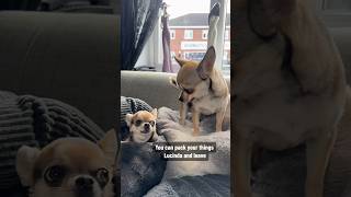 Chihuahua Sisters have a heated argument #chihuahua #cutedog #comedyshorts #sisters #funnydogs