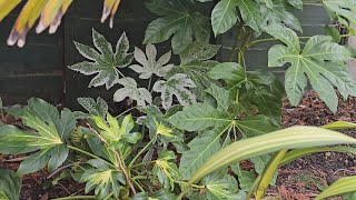 Fatsia Japonica: A tropical style garden must have plant