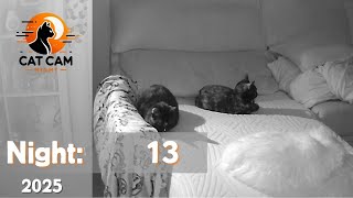 CATS night vision CAMERA REC 🙀 |  Nigth 13 - 2025