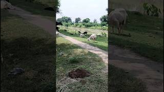 बकरी बकरे को मोटा तंदुरुस्त कैसे करे || #goat #shorts