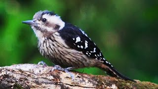 小啄木(星頭啄木鳥)/Grey-capped Pygmy Woodpecker