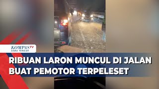 Ribuan Laron Muncul di Jalan Buat Pemotor Terpeleset