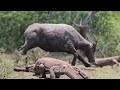 poor mother buffalo komodo dragons attack the buffalo with it s calf