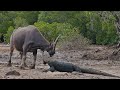 Poor mother buffalo | Komodo dragons attack the buffalo with it's calf