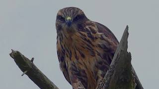 An Buzzard calling - England, UK