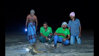 കടലാമ മുട്ടയിടുന്ന അപൂർവ കാഴ്ച | Sea Turtle Nesting | Vlog-6