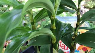 To repot or NOT to repot my Dendrobium thyrsiflorum