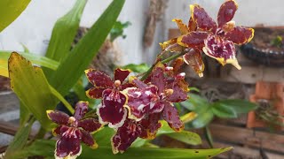 Nova floração lindo oncidium florido é mais outras flores