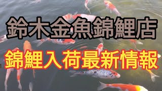 鈴木金魚錦鯉店の最新入荷情報