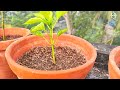 টবে ক্যাপসিকাম চাষের সহজ পদ্ধতি how to grow capsicum at home