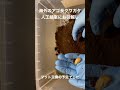 海外のアゴ長クワガタ人工蛹室へ引越し