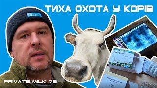 Тиха охота у корів. Стимуляція статевого циклу | Private Milk | Травецький