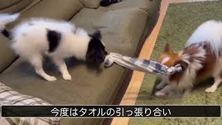 引っ張り合いっこ遊びをするパピヨン犬達