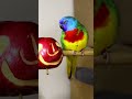 the colors on that bird are incredible it s like a living gemstone bird