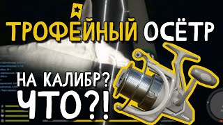 ТРОФЕЙ Осетра на калибр? Нереальные эмоции в Русской Рыбалке 4 ➤РОЗЫГРЫШ на канале