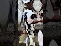 panda gulabi before and after cute 🥺🥰 cow funny 🥰🥺 cowmandi 💕 animals foryou viralvideo top10