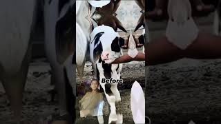 panda gulabi Before and After # cute 🥺🥰#cow #funny 🥰🥺#cowmandi 💕 #animals #foryou #viralvideo #top10