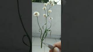 🌻¹⁰☆•³◇¹ Flaxleaf Fleabane, Hairy Fleabane (Erigeron bonariensis) in Sunflower Family (Asteraceae)